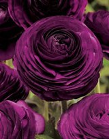 stories/1541/images/ranunculus_purple_big.jpg