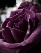 stories/1893/images/purple_rose.jpg